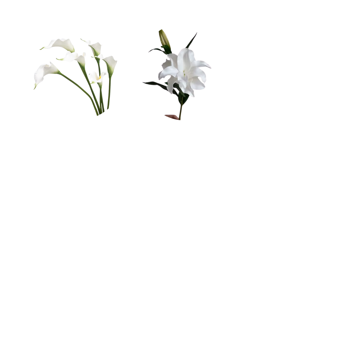 White Flowers